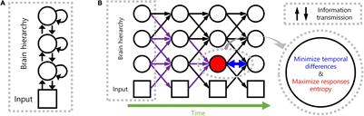 Spatio-Temporally Efficient Coding Assigns Functions to Hierarchical Structures of the Visual System